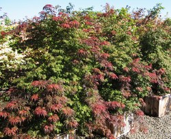 Acer palmatum dissectum 'Orangeola' — photo 1