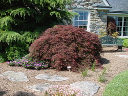 Acer palmatum dissectum 'Orangeola' — photo 2