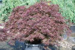 Acer palmatum dissectum 'Red Dragon' — photo 3