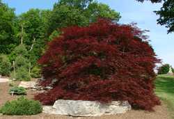 Acer palmatum dissectum 'Red Dragon' — photo 4