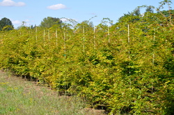 Acer palmatum dissectum 'Seiryu' — photo 2