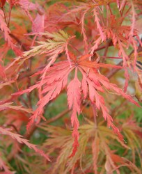 Acer palmatum dissectum 'Seiryu' — photo 3