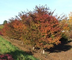 Acer palmatum dissectum 'Seiryu' — photo 4