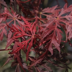 Acer palmatum dissectum 'Tamukeyama' — photo 2