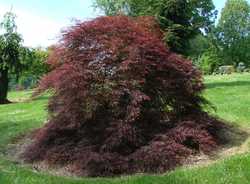 Acer palmatum dissectum 'Tamukeyama' — photo 3
