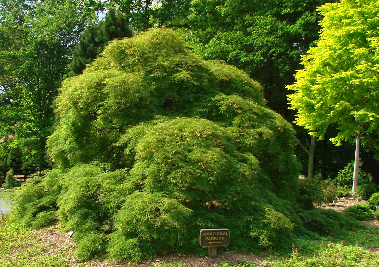 Acer palmatum dissectum 'Viridis' — photo 1