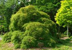 Acer palmatum dissectum 'Viridis' — photo 1