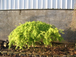 Acer palmatum dissectum 'Viridis' — photo 2