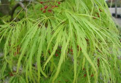 Acer palmatum dissectum 'Viridis' — photo 3