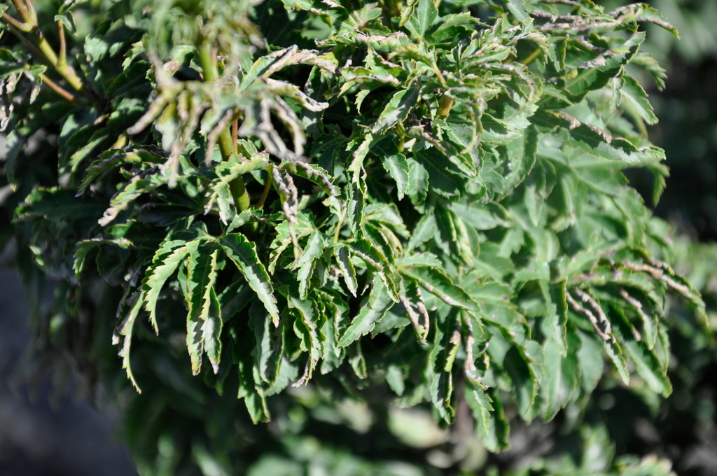 Acer palmatum 'Shishigashira'