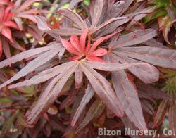 Acer palmatum 'Shaina' — photo 2
