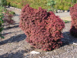 Acer palmatum 'Shaina' — photo 3