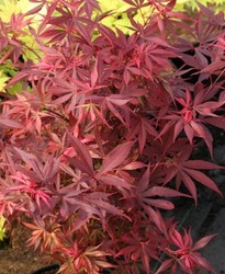 Acer palmatum 'Shaina' — photo 4