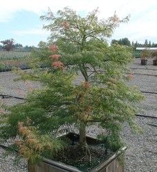 Acer palmatum 'Spring Delight' — photo 3