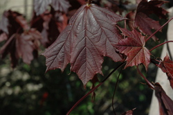 Acer platanoides 'Crimson King' — photo 2