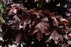 Acer platanoides 'Crimson Sentry' — photo 1