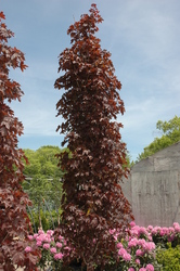 Acer platanoides 'Crimson Sentry' — photo 2