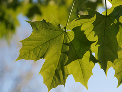 Acer platanoides 'Emerald Queen' — photo 1