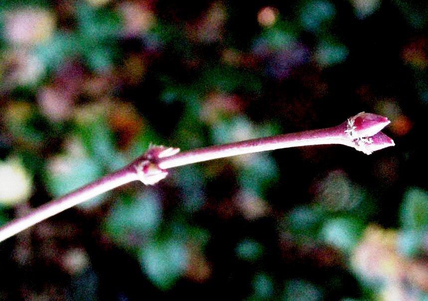 Acer pseudosieboldianum — photo 1