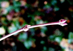Acer pseudosieboldianum — photo 1