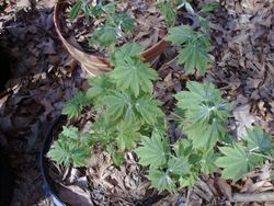 Acer pseudosieboldianum — photo 2