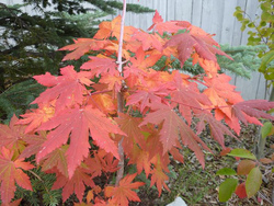 Acer pseudosieboldianum — photo 3