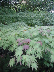 Acer pseudosieboldianum — photo 4