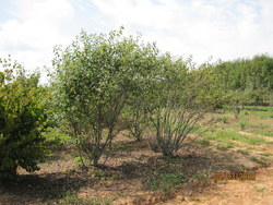 Amelanchier canadensis 'Prince William' — photo 3