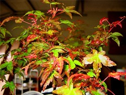 Acer palmatum 'Chishio Improved' — photo 3