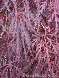 Acer palmatum dissectum 'Garnet' — photo 2