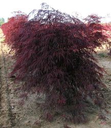 Acer palmatum dissectum 'Garnet' — photo 3