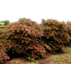 Acer palmatum dissectum 'Garnet' — photo 4