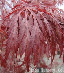 Acer palmatum dissectum 'Inaba shidare' — photo 1