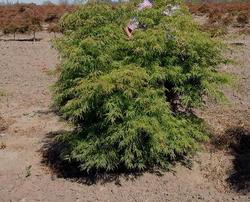 Acer palmatum Dissectum 'Green Hornet' — photo 2