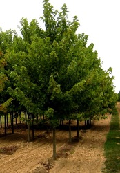 Acer rubrum 'Autumn Flame' — photo 2