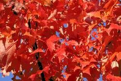 Acer rubrum 'Autumn Flame' — photo 3