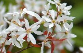Amelanchier laevis — photo 1