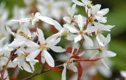 Amelanchier laevis — photo 1