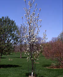 Amelanchier Spring Flurry — photo 2