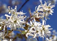 Amelanchier Spring Flurry — photo 3