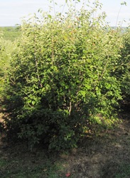 Amelanchier x grandiflora 'Autumn Brilliance' — photo 2