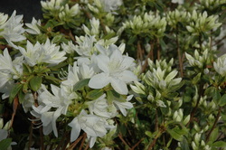 Azalea 'Cascade' — photo 2