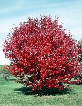Acer rubrum 'Autumn Flame' — photo 1