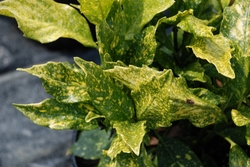 Aucuba Gold Dust — photo 2