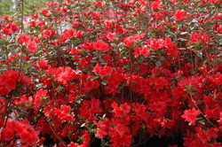 Azalea 'Stewartstonian' — photo 2
