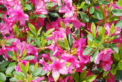 Azalea 'Boudoir' — photo 2