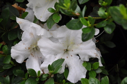 Rhododendron'White Grandeur'(Brooks Hybrid) — photo 1