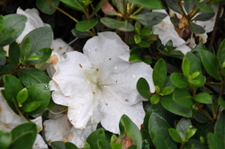 Rhododendron'White Grandeur'(Brooks Hybrid) — photo 2