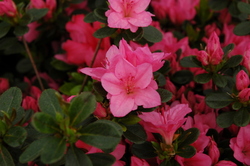 Rhododendron 'Tradition'(Kurume Hybrid) — photo 2
