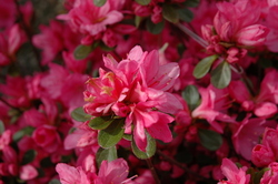 Rhododendron 'Tradition'(Kurume Hybrid) — photo 3